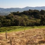 a grassy field with trees and mountains in the background